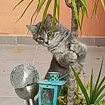 Plante, Chat, Flowerpot, Green, Houseplant, Carnivore, Felidae, Terrestrial Plant, Lawn Ornament, Herbe, Small To Medium-sized Cats, Moustaches, Watering Can, Queue, Domestic Short-haired Cat, Art, Herb, Poil, Terrestrial Animal, Garden