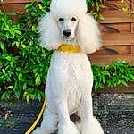 Chien, Plante, Race de chien, Carnivore, Chien de compagnie, Faon, Museau, Queue, Poodle, Herbe, Pet Supply, Toy Dog, Water Dog, Dog Supply, Dog Collar, Poil, Working Animal, Canidae, Assis