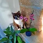 Plante, Chat, Fleur, Carnivore, Felidae, Petal, Moustaches, Herbe, Small To Medium-sized Cats, Herbaceous Plant, Queue, Siamois, Flowering Plant, Pet Supply, Herb, Poil