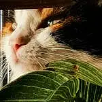 Chat, Yeux, Felidae, Carnivore, Small To Medium-sized Cats, Moustaches, Herbe, Museau, Terrestrial Plant, Close-up, Plante, Poil, Domestic Short-haired Cat, Terrestrial Animal, Eyelash