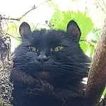 Chat, Felidae, Carnivore, Small To Medium-sized Cats, Plante, Moustaches, Trunk, Herbe, Bois, Terrestrial Animal, Arbre, Museau, Twig, Queue, Poil, Domestic Short-haired Cat, Chats noirs, ForÃªt, Chartreux