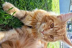 Nom Maine Coon Chat Sushy