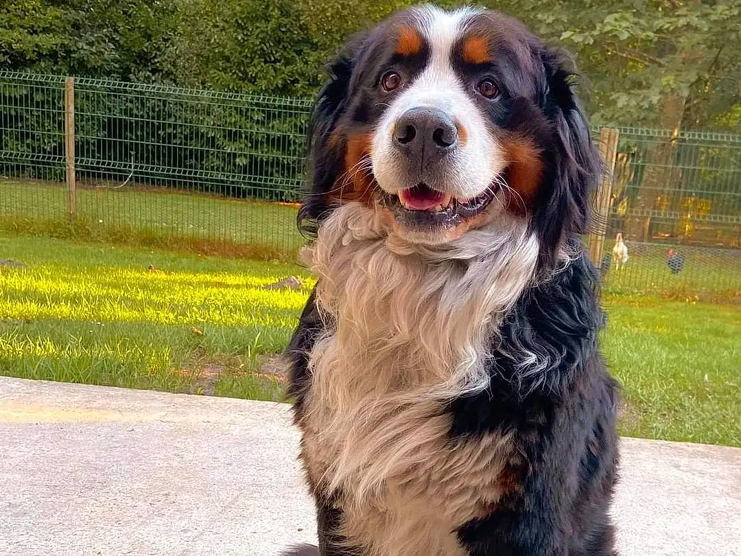 Chien, Plante, Carnivore, Arbre, Race de chien, Chien de compagnie, Bernese Mountain Dog, Door, Museau, Canidae, Herbe, King Charles Spaniel, Poil, Working Dog, Terrestrial Animal, Moustaches, Fence, Tire Care