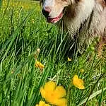 Chien, Plante, Carnivore, Race de chien, Herbe, Chien de compagnie, Moustaches, Herding Dog, Museau, Arbre, Baballe, Ciel, Foot, Scotch Collie, Working Dog, Poil, Canidae, People In Nature, Ancient Dog Breeds