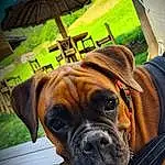 Chien, Race de chien, Umbrella, Carnivore, Chien de compagnie, Faon, Boxer, Wrinkle, Museau, Working Animal, Herbe, Moustaches, Collar, Canidae, Dog Supply, Shar Pei, Working Dog, Liver, Guard Dog