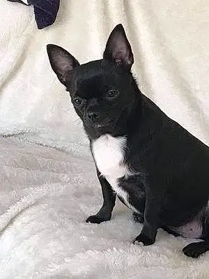 Nom Chihuahua Chien Lady