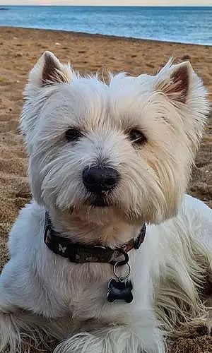 Nom West Highland White Terrier Chien Juke