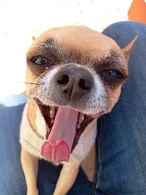Nom Chihuahua Chien Nash