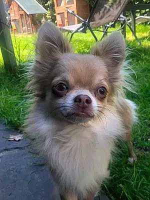 Nom Chihuahua Chien Miki