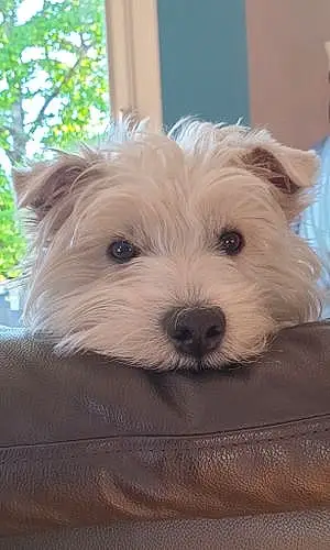 Nom West Highland White Terrier Chien Only
