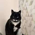 Chat, Felidae, Carnivore, Small To Medium-sized Cats, Grey, Moustaches, Fenêtre, Queue, Noir & Blanc, Monochrome, Domestic Short-haired Cat, Poil, Box, Room, Chats noirs, Assis, Bois, Patte, Comfort