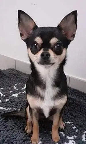 Nom Chihuahua Chien Pixie
