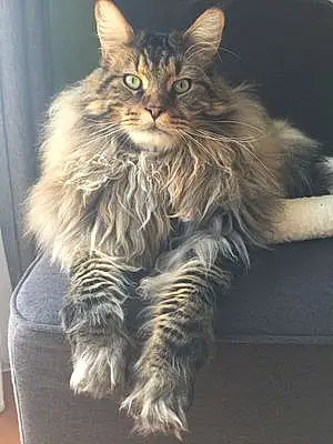 Nom Maine Coon Chat Naoki