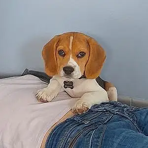 Beagle Chien Toopy