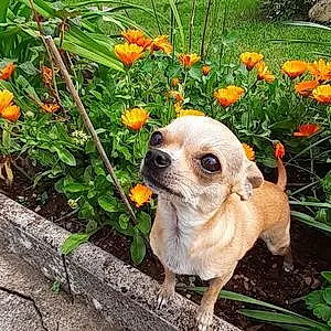 Nom Chihuahua Chien Nalla
