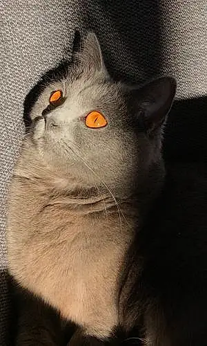 Nom Chartreux Chat Nora
