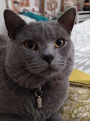 Nom Chartreux Chat Olaf