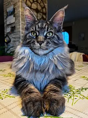 Nom Maine Coon Chat Timy