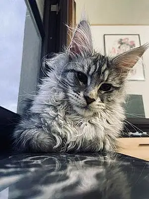 Nom Maine Coon Chat Marie