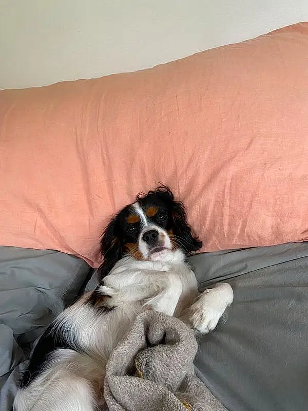 Chien, Comfort, Race de chien, Carnivore, Chien de compagnie, Faon, King Charles Spaniel, Museau, Cavalier King Charles Spaniel, Couch, Toy Dog, Canidae, Bored, Working Animal, Épagneul, Poil, Jouets, Gun Dog, Patte