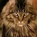 Chat, Yeux, Felidae, Carnivore, Iris, Small To Medium-sized Cats, Moustaches, Maine Coon, Museau, Close-up, Poil, Terrestrial Animal, Domestic Short-haired Cat, British Longhair