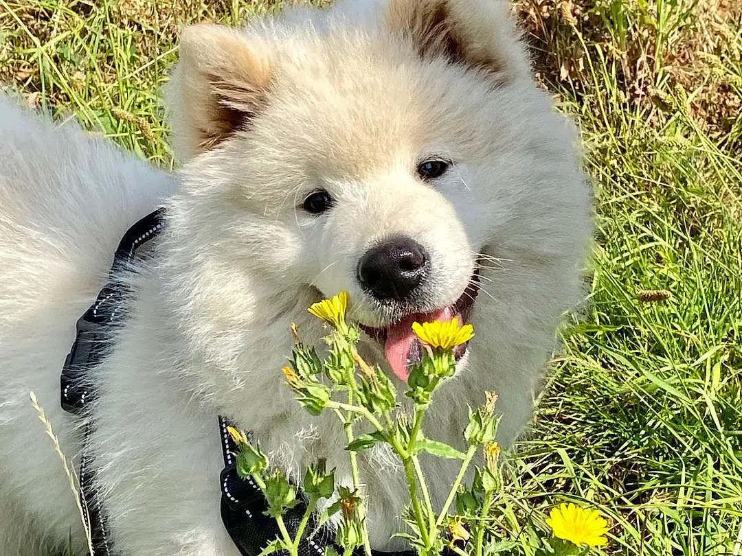 Chien, Plante, Carnivore, Race de chien, Chien de compagnie, Herbe, Working Animal, Fleur, Museau, Happy, People In Nature, Grassland, Terrestrial Animal, Volpino Italiano, Toy Dog, Canidae, Petit Terrier, American Eskimo Dog, Herbaceous Plant