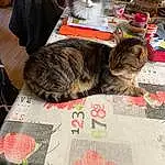 Chat, Felidae, Textile, Carnivore, Grey, Small To Medium-sized Cats, Luggage And Bags, Plante, Bag, Moustaches, Comfort, Linens, Poil, Pattern, Flowerpot, Domestic Short-haired Cat, Chair, Bedding, Herbe, Lap