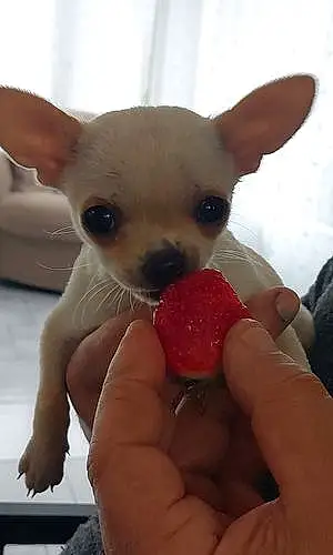 Nom Chihuahua Chien Gamin