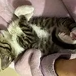 Chat, Felidae, Comfort, Carnivore, Small To Medium-sized Cats, Oreille, Grey, Moustaches, Faon, Queue, Museau, Patte, Poil, Griffe, Domestic Short-haired Cat, Sieste, Sleep, Cat Bed