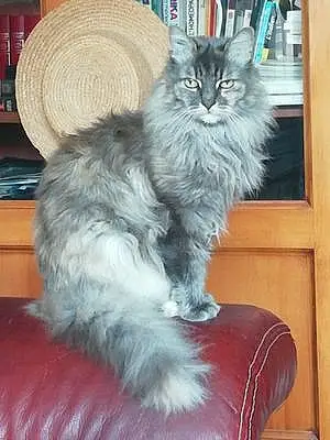 Nom Maine Coon Chat Douce
