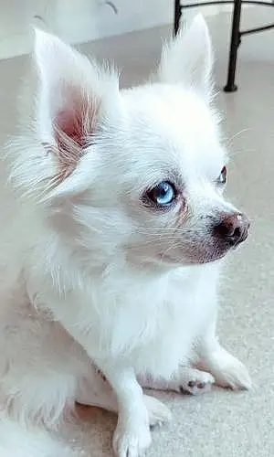 Nom Chihuahua Chien Nuage