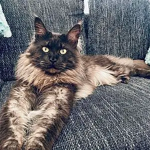 Nom Maine Coon Chat Olaf