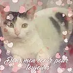 Chat, Felidae, Plante, Carnivore, Small To Medium-sized Cats, Petal, Rose, Moustaches, Adaptation, Beauty, Pattern, Creative Arts, Font, Museau, Happy, Close-up, Event, Poil