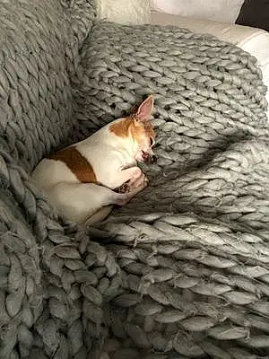 Nom Chihuahua Chien Guapa