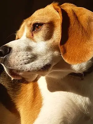 Nom Beagle Chien Myrtille