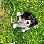 Chien, Plante, Race de chien, Carnivore, Fleur, Herbe, Chien de compagnie, Cavalier King Charles Spaniel, Groundcover, Museau, Toy Dog, Corn On The Cob, Queue, Bernese Mountain Dog, Canidae, People In Nature, Terrier, Herding Dog, Working Animal