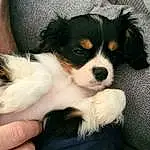 Chien, Carnivore, Race de chien, Chien de compagnie, Toy Dog, Museau, Canidae, Bored, Moustaches, Poil, Working Animal, Chiots, King Charles Spaniel, Working Dog, Chiot d’amour, Nail