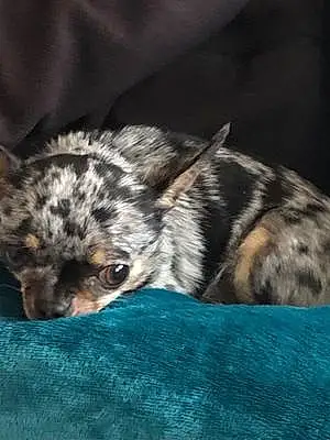 Nom Chihuahua Chien Kiwi
