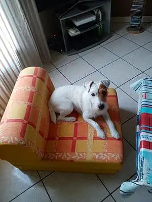 Nom Jack Russell Chien Filou