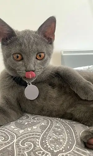 Nom Chartreux Chat Timy