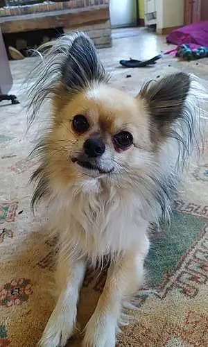 Nom Chihuahua Chien Oki