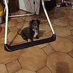 Chien, Race de chien, Pet Supply, Carnivore, Felidae, Small To Medium-sized Cats, Chien de compagnie, Dog Supply, Bois, Hardwood, Working Animal, Queue, Chair, Canidae, Metal, Poil, Shadow