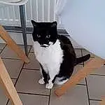 Chat, Felidae, Small To Medium-sized Cats, Carnivore, Grey, Moustaches, Bois, Hardwood, Queue, Domestic Short-haired Cat, Chair, Poil, Tile Flooring, Assis, Formal Wear, Room, Tile, Wood Flooring