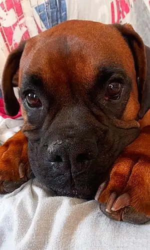 Boxer Chien Percy