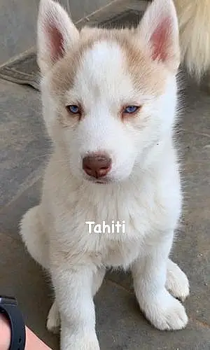 Nom Husky Chien Tahiti