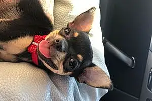 Nom Chihuahua Chien Joy