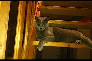 Chartreux Chat Hanee