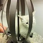 Chat, Carnivore, Automotive Tire, Table, Felidae, Small To Medium-sized Cats, Moustaches, Bois, Queue, Circle, Rim, Font, Automotive Wheel System, Metal, Sculpture, Audio Equipment, Domestic Short-haired Cat, Art, Chair, Still Life Photography