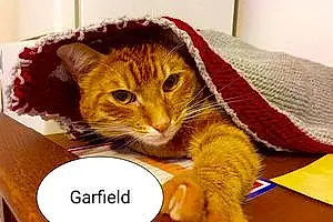 Nom Europeen Chat Garfield