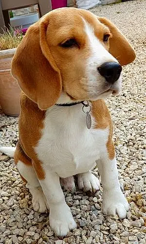Nom Beagle Chien Toby